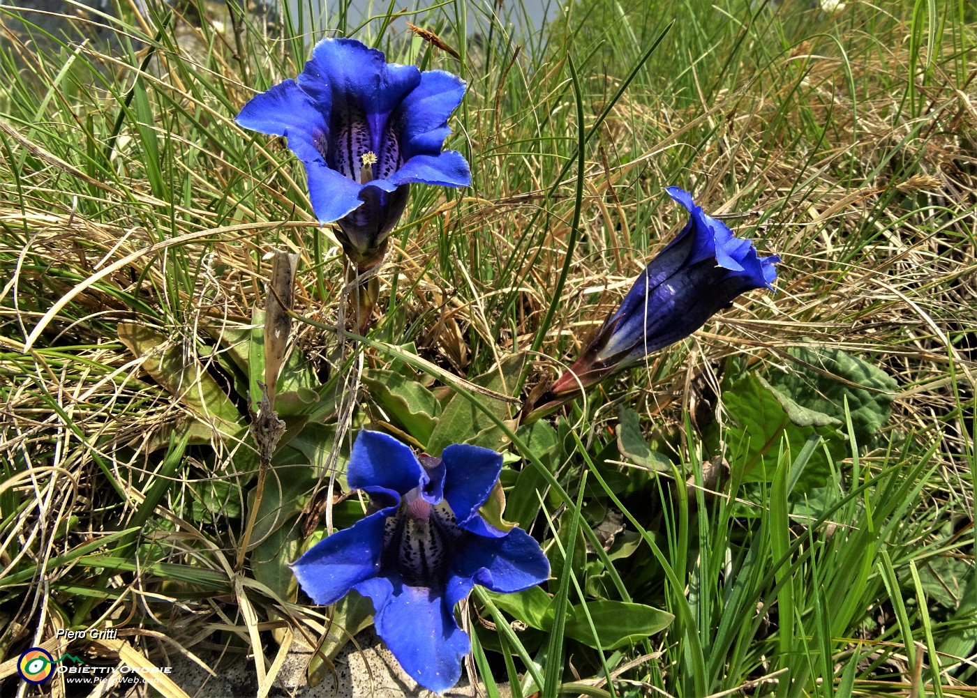 18 Genziana di Clusius (Gentiana clusii).JPG